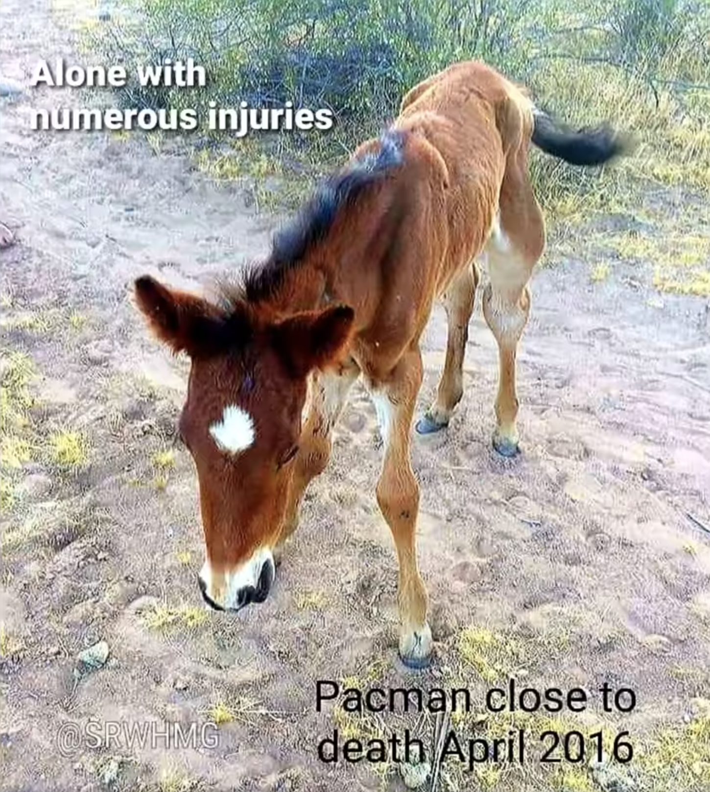 Today is Pacman’s birthday!