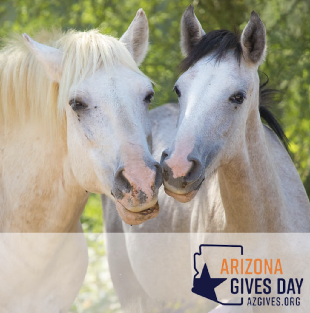 This Arizona Gives day we plead with you