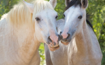 Find out where you can buy  beautiful prints/photos/canvases of the Salt River wild horses