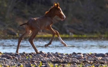 Our one and only 2021 foal (So far)