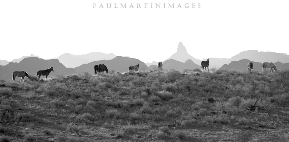 Every Salt River Wild Horse Can Get To The River.