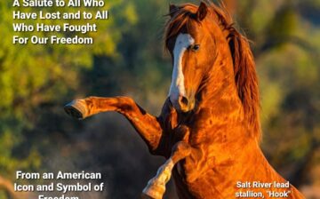 Memorial Day 2021: A Salute to All