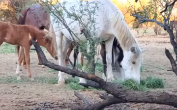 Our Precious Salt River Wild Horses.