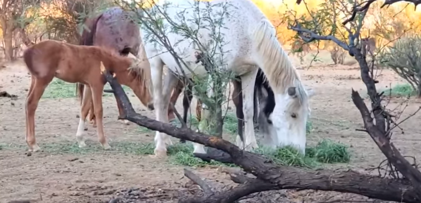 Our Precious Salt River Wild Horses.