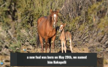 In Memory: Kokopelli