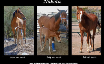 Sponsor Nakota For Her Birthday!