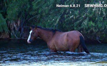 Horse Update! Do You Recognize Him?