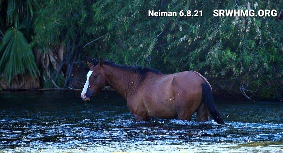 Horse Update! Do You Recognize Him?