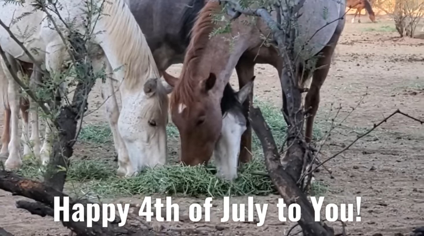 What is more American than wild horses?