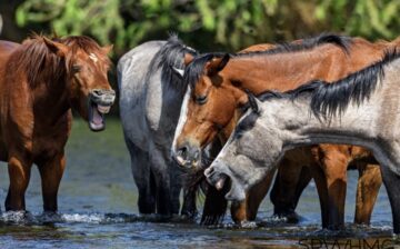 The horses seem to be celebrating their freedom also!