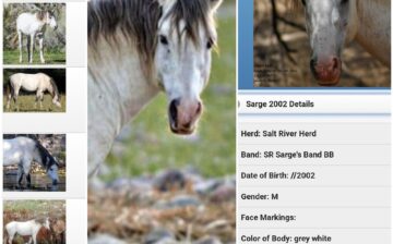 How do we keep track of all the Salt River wild horses?
