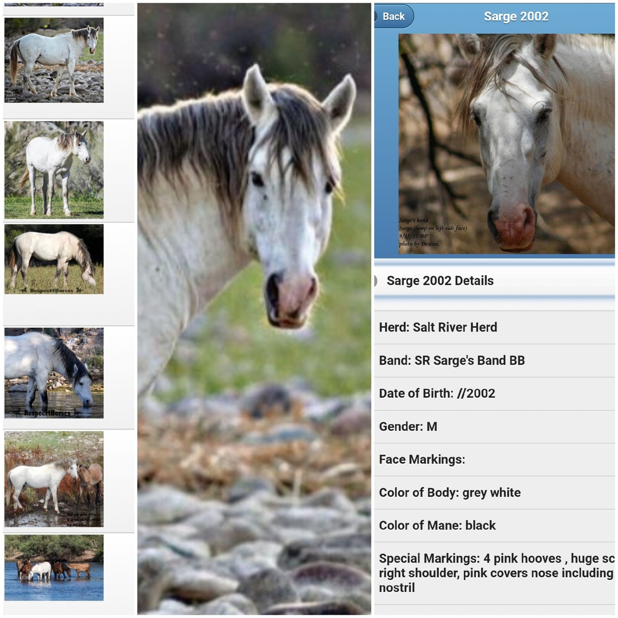 How do we keep track of all the Salt River wild horses?