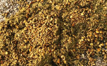 AZDA Post: 🌳Mesquite Beans and Salt River horses 🌳