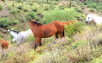 🎼 The hills are alive with the sound of horses.