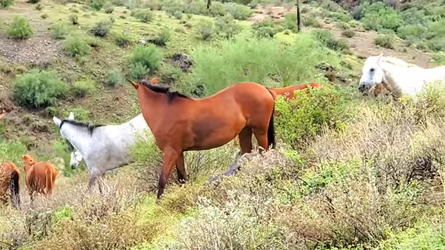 🎼 The hills are alive with the sound of horses.