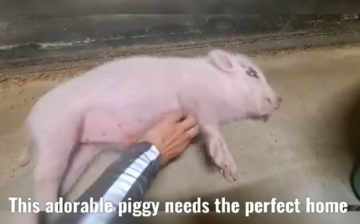Wanted: A good home for a good piggy!