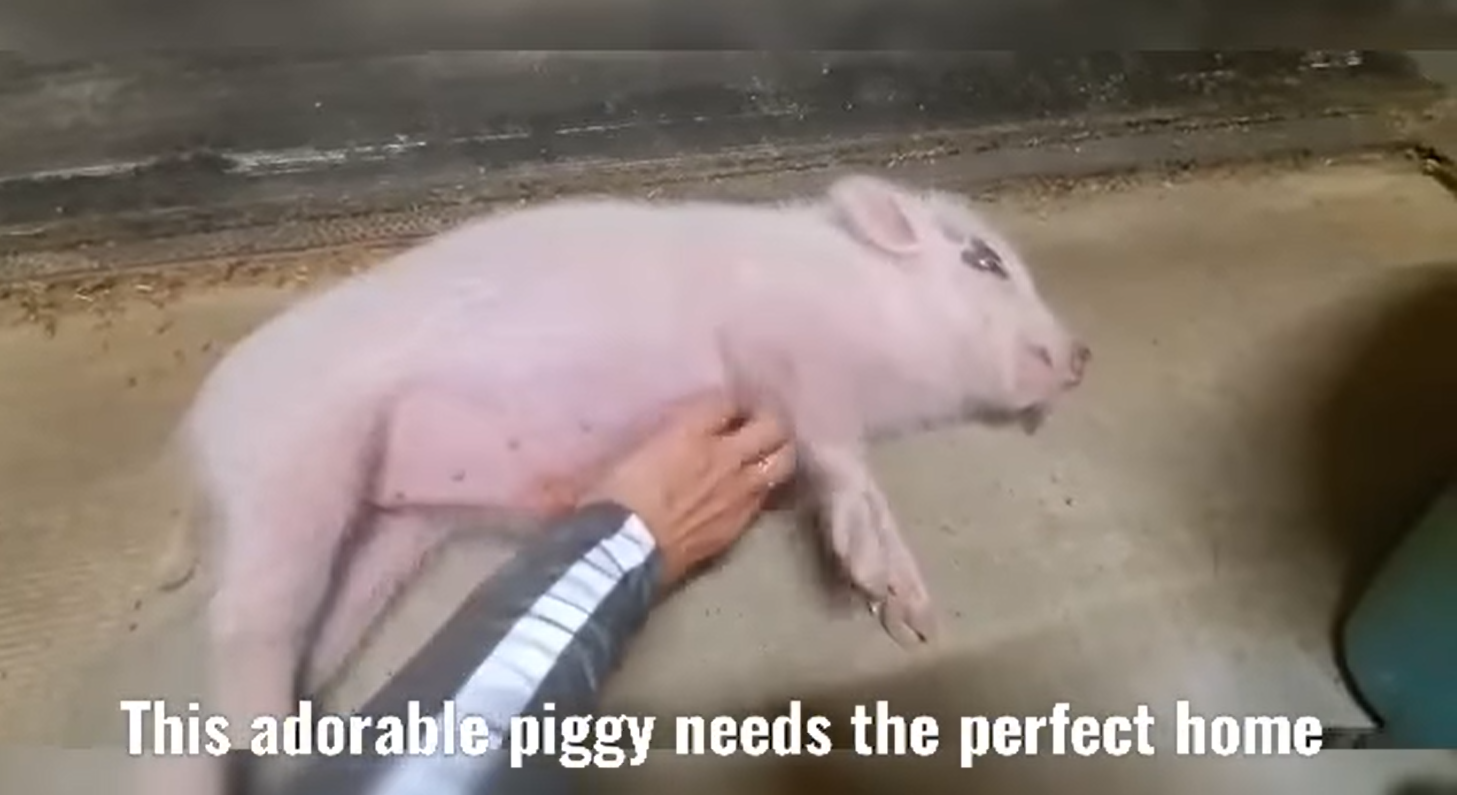 Wanted: A good home for a good piggy!