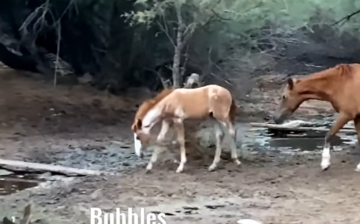Colic season sucks, but Bubbles improves!