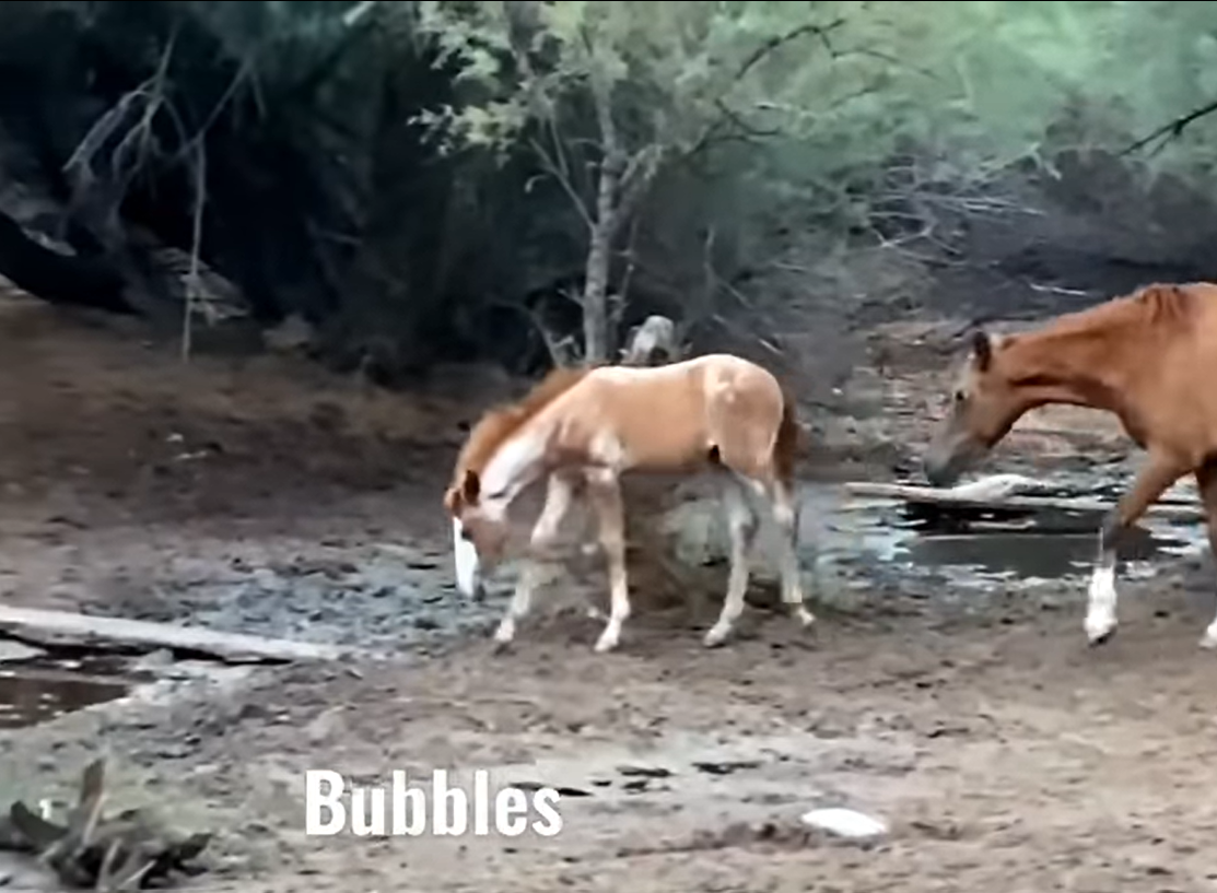 Colic season sucks, but Bubbles improves!