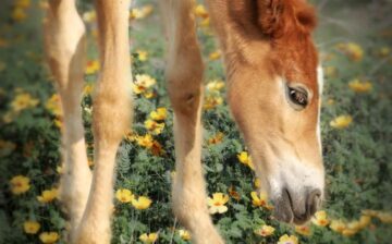 💕Foal Friday!💕