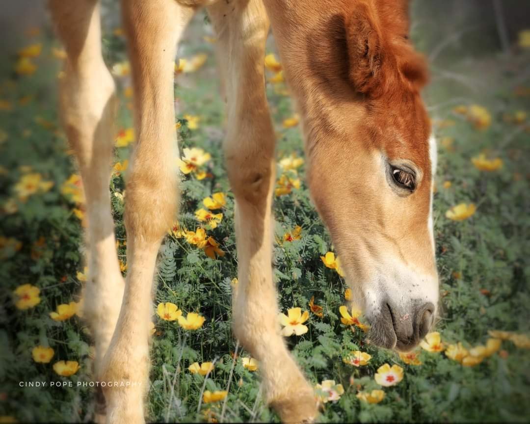💕Foal Friday!💕