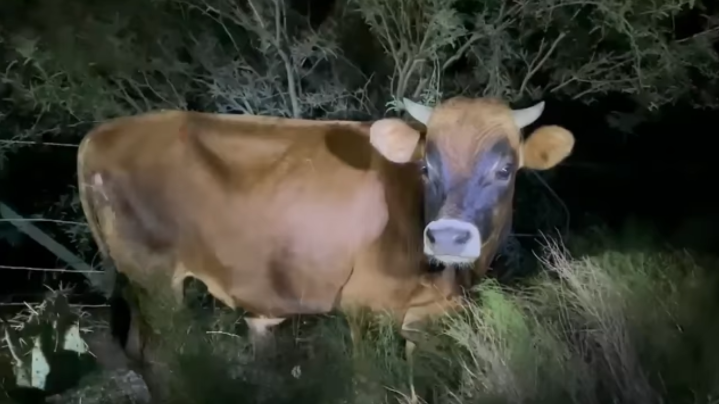 How did this poor bull end up on Bush Hwy? (Happy Ending!)