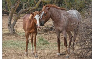 This picture from our Advocates page that means a lot.