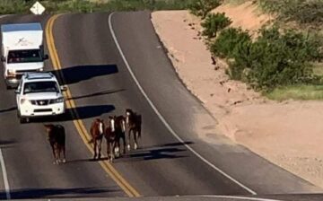 ⚠️Wild Scene on Bush Hwy resolved.