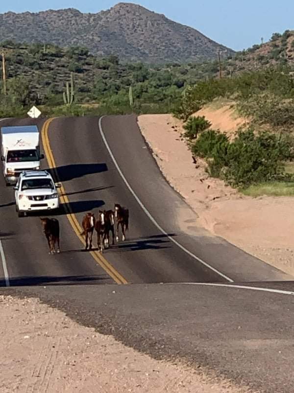 ⚠️Wild Scene on Bush Hwy resolved.
