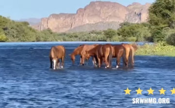 It’s easy to “fall” in love with the Salt River wild horses!