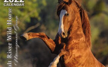 Support the horses with a last-minute present!