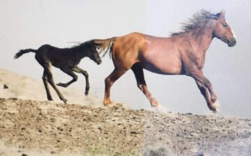 We stand with Sand Wash Basin Wild Horse Advocate Team