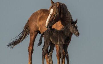 And just like that, a wild stallion becomes famous.