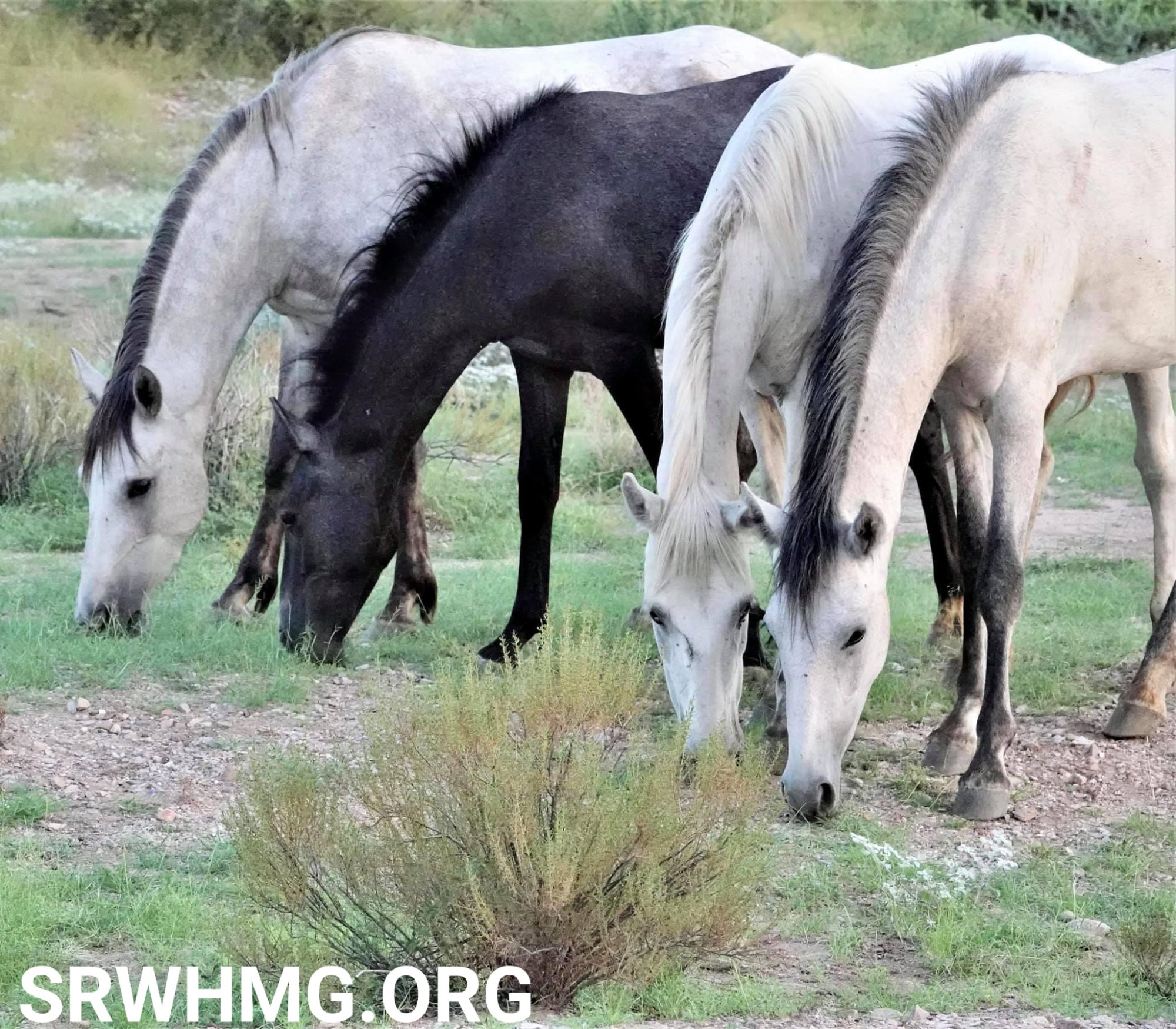 A foal grows up without the fear of helicopters