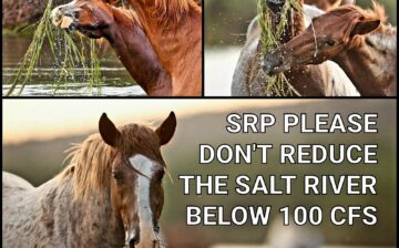 Another Challenge for the Salt River wild horses, but YOU can help!