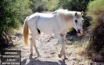 But where’s Shadowfax?