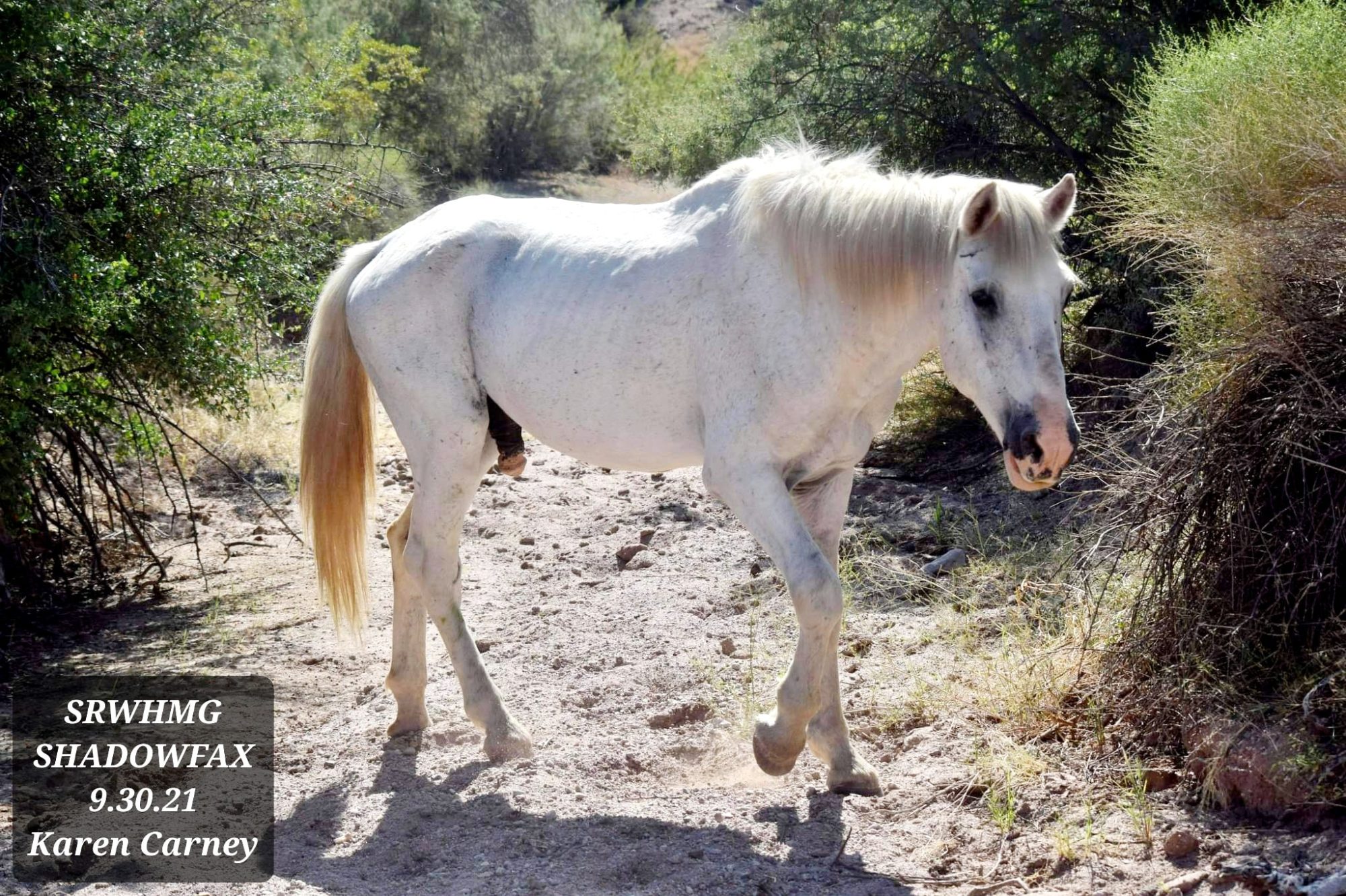 But where’s Shadowfax?