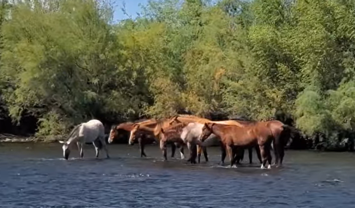 Have you contacted SRP to ask for 100CFS minimum for the lower Salt River?