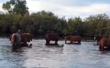 LIVE : Salt River wild horses enjoying life and eelgrass.