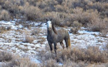 Wyoming, stop the roundups. There are better ways.