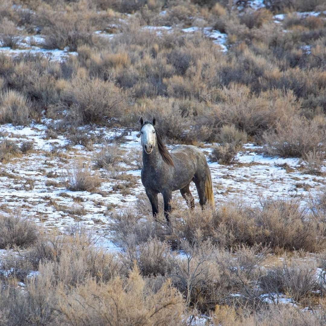 Wyoming, stop the roundups. There are better ways.