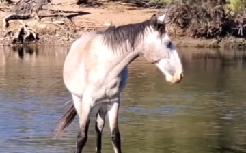 🐴They are growing up wild and free!🐴