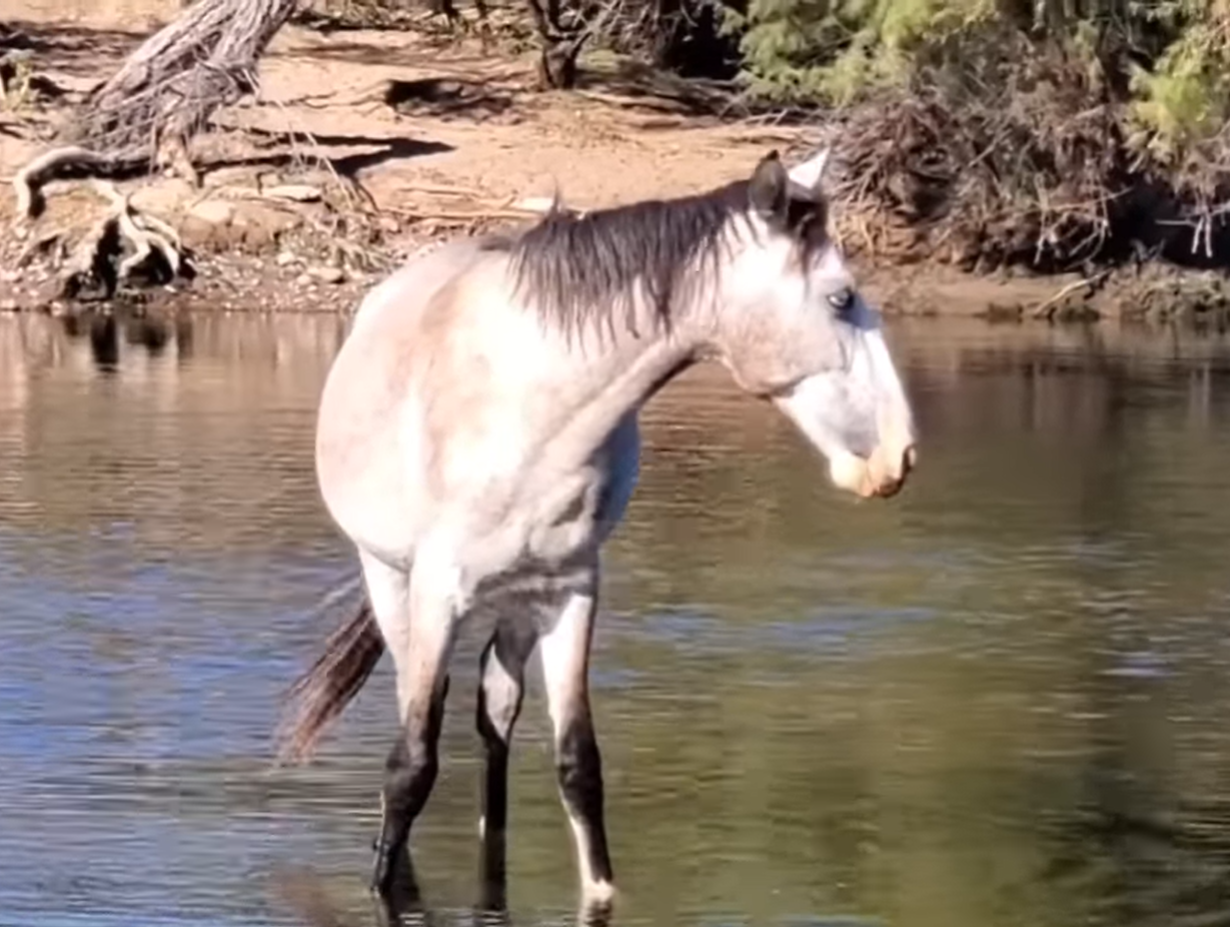 🐴They are growing up wild and free!🐴