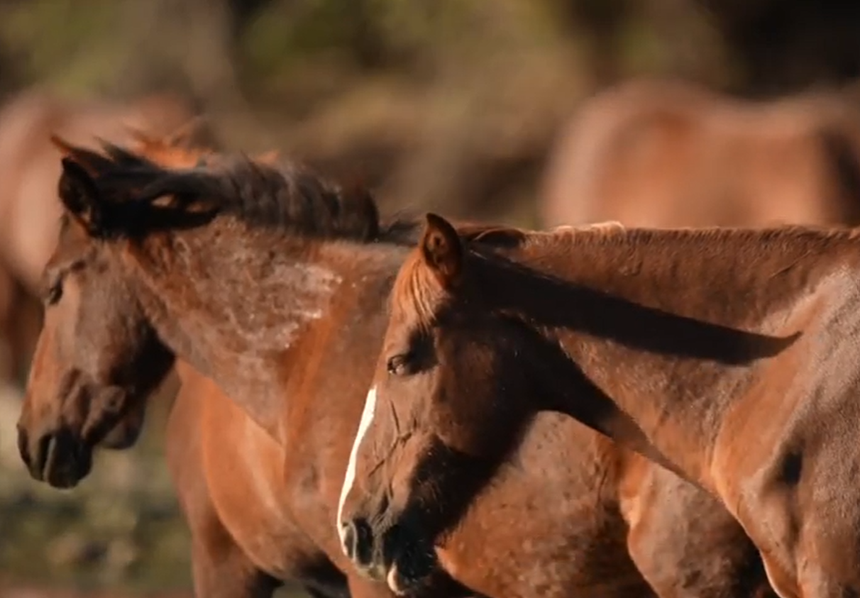 Amazing footage! Live Stream, super telephoto lens!