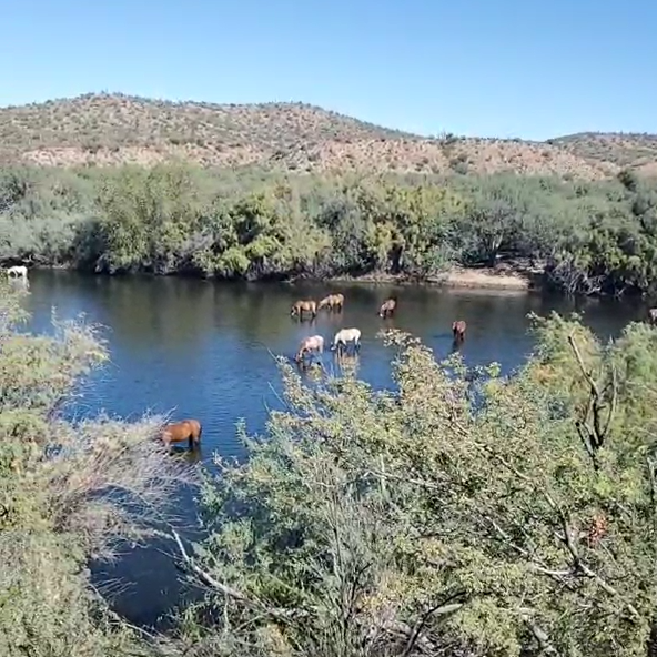 Video Montage – Live as the Salt River receeds