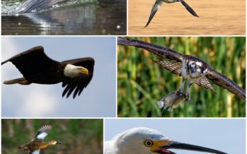 The river is still at 768 CFS today.