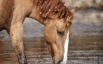 Why are the Salt River wild horses decorated with little balls this time of year? 🎄