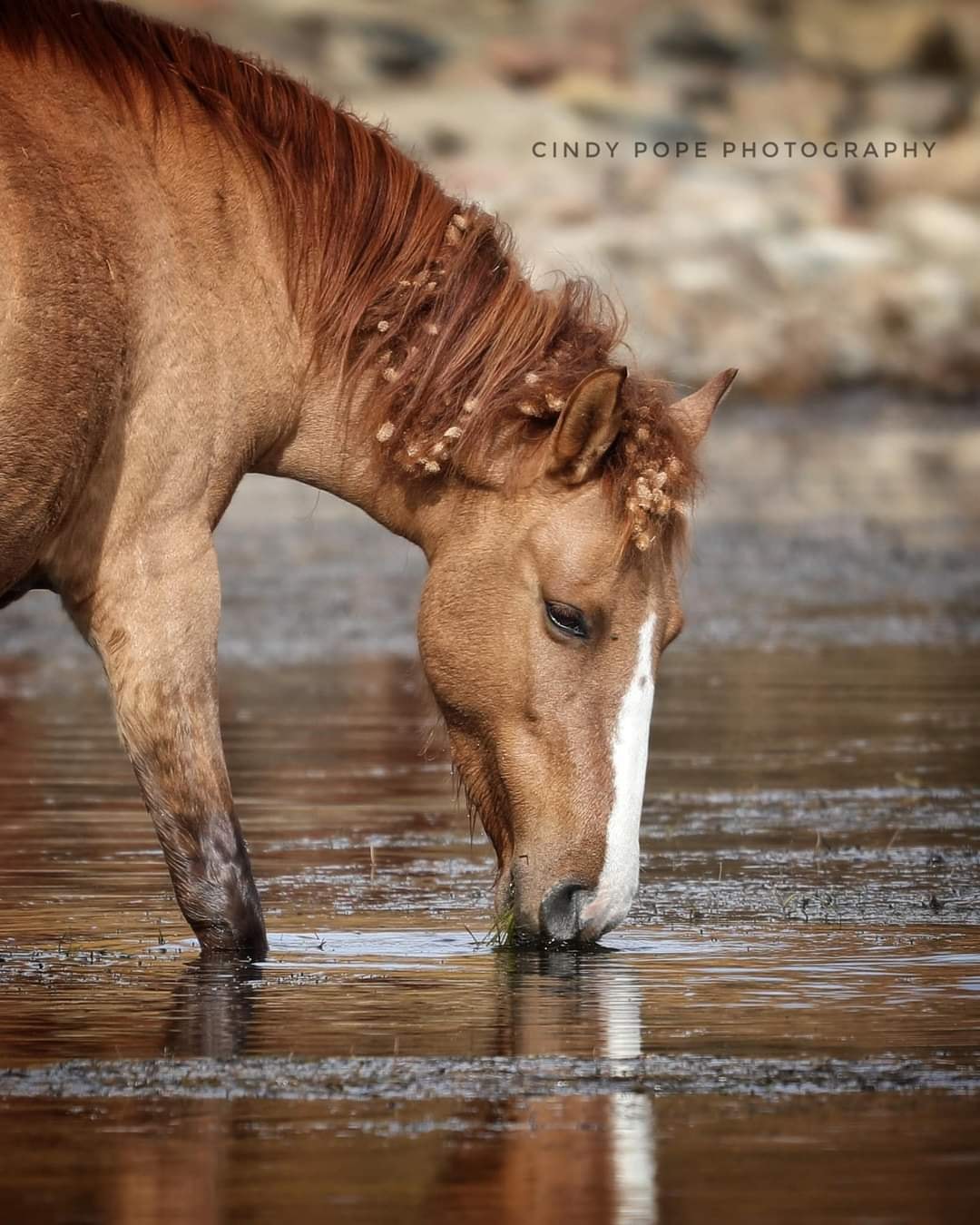 Why are the Salt River wild horses decorated with little balls this time of year? 🎄