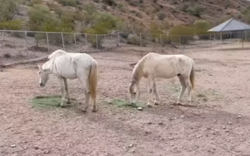 The word “wild” does not mean: just let them suffer.