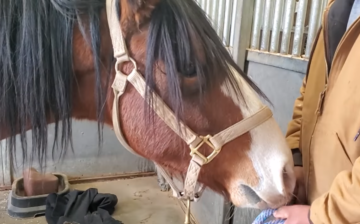 Watch sweet Diamond get his hoof care! 💕